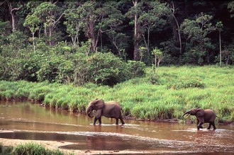 Gabon : Un jeune homme égaré en forêt pendant douze jours retrouvé en vie